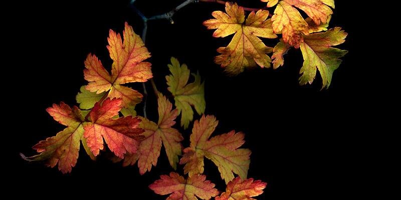 CultPolosa's profile banner image
