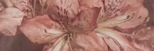 Yuma!!🍷 (shtwt/edtwt) banner