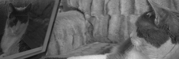 CatsAndMonkeys Profile Banner