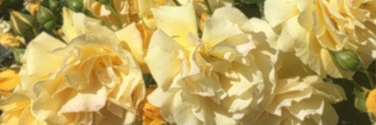 yashi.'s banner