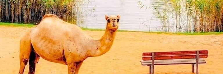 R_N_Saharan295's profile banner image