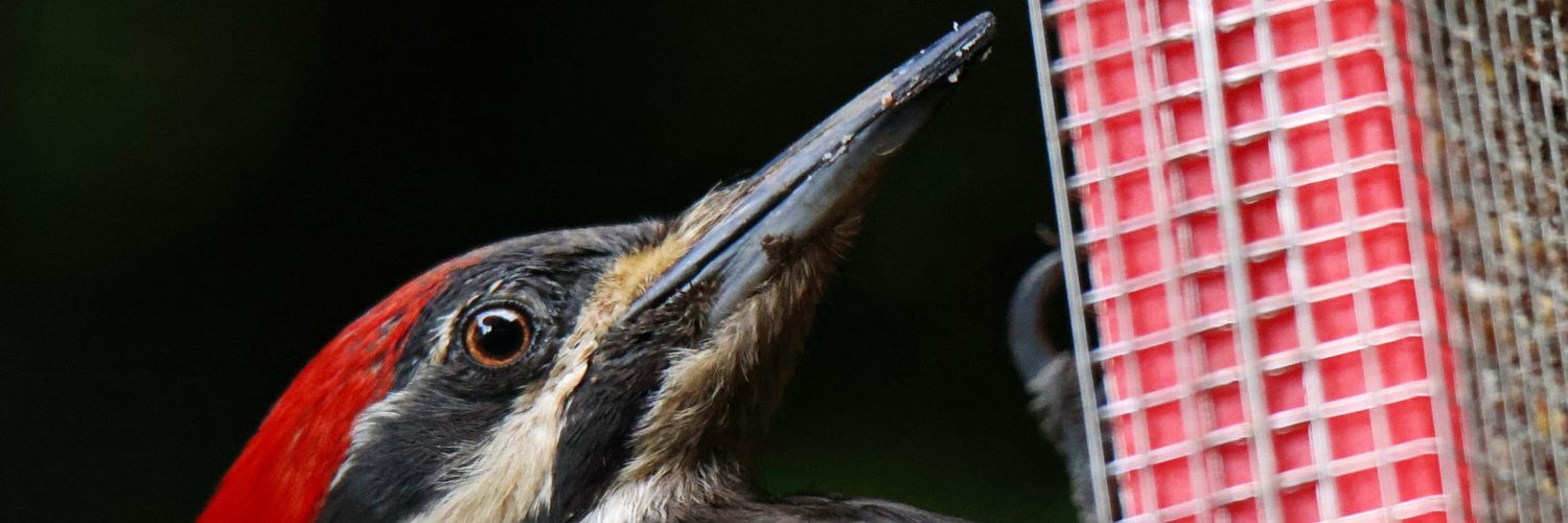 jdkelleher's profile banner image