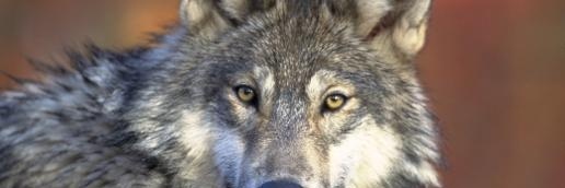 wolfofdiu's profile banner image