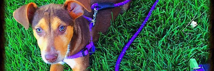 snferguson's profile banner image