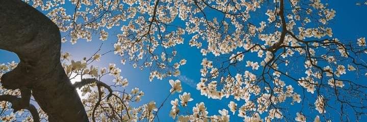 floresofita's profile banner image