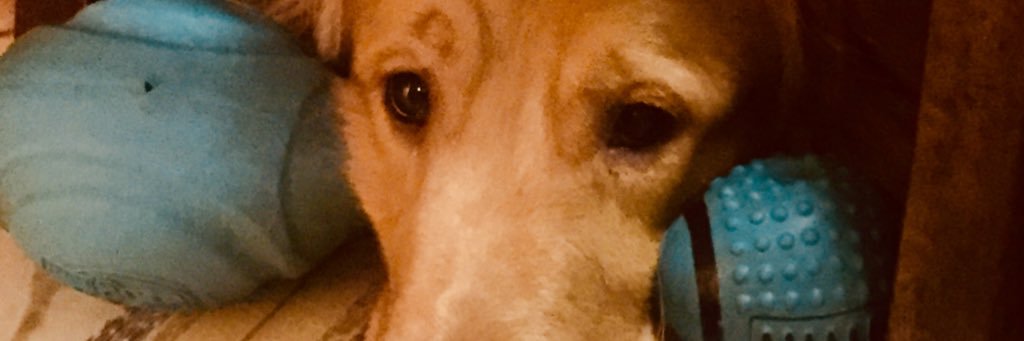 Anntocipolla's profile banner image