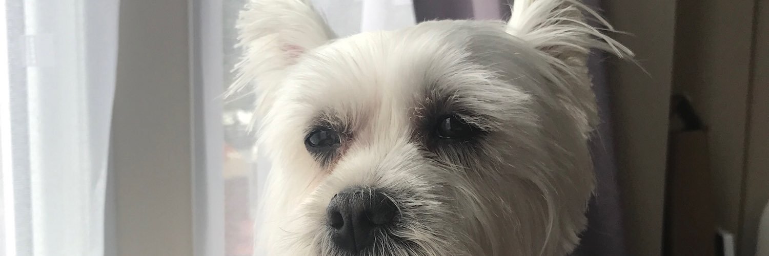PopcornPupp13's profile banner image