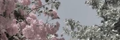𝓜.⟡ banner