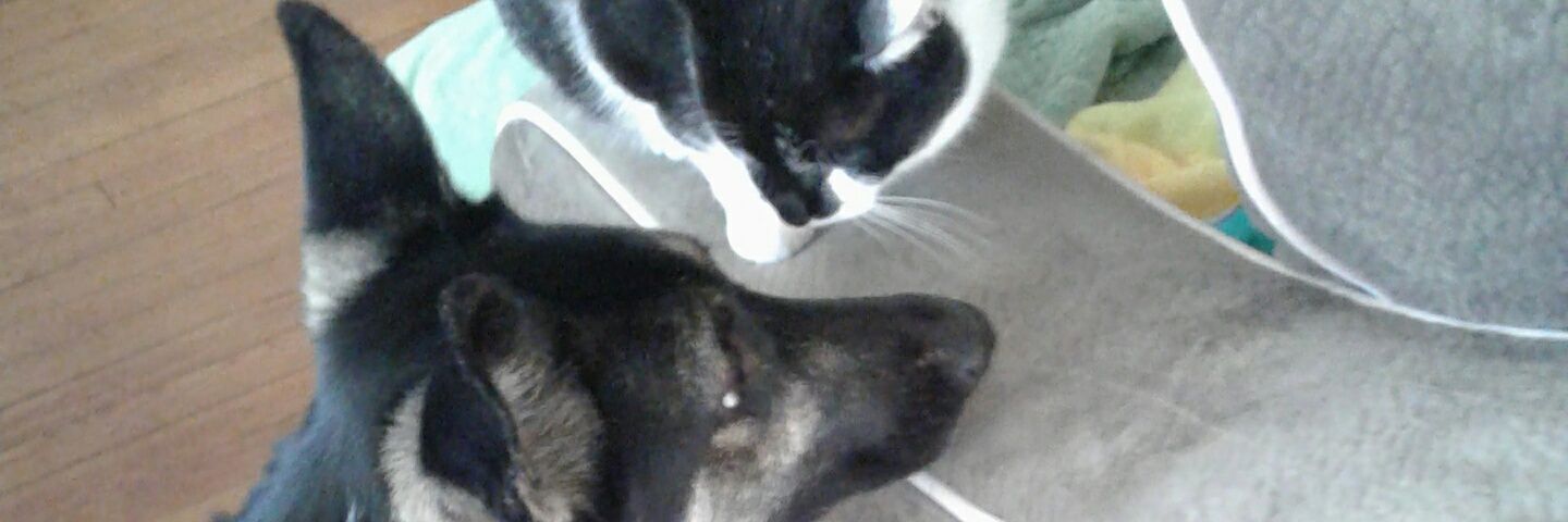 tmpcat's profile banner image