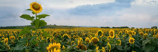 douglasfu_ba58 Profile Banner