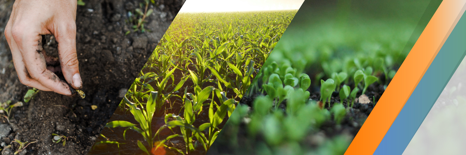 Muhammad Ibrahim banner