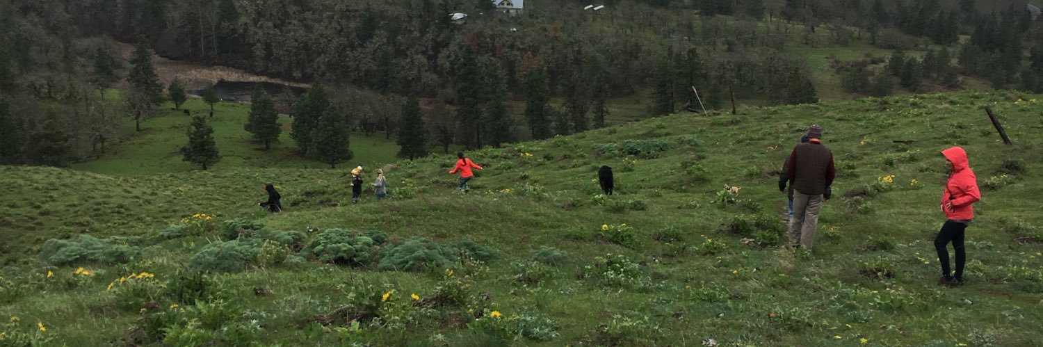 K Scotto di Carlo banner