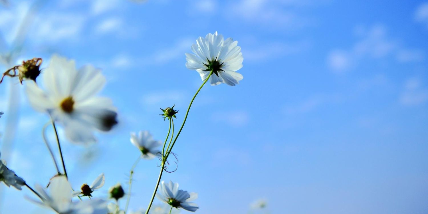 Flo_Chan1003's profile banner image