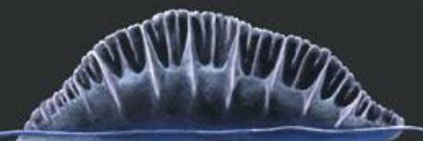 AkshayM11926960 Profile Banner