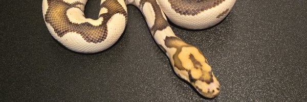 champpythons Profile Banner