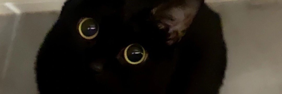 MIAOYOTOP's profile banner image