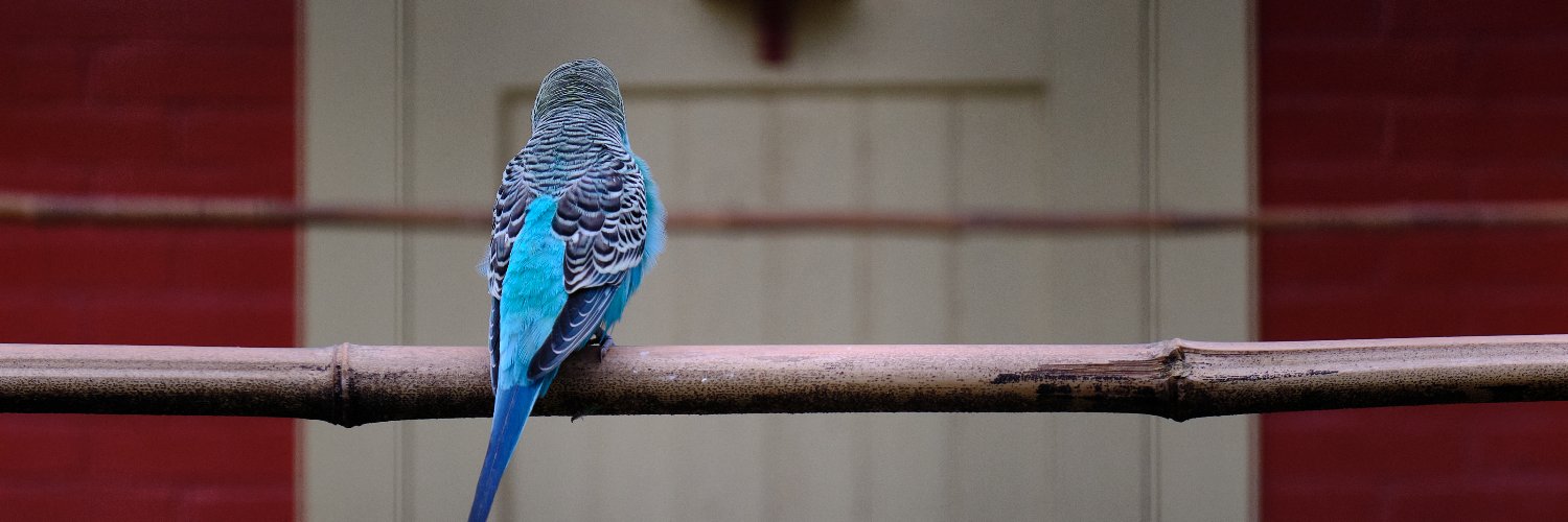 Lucas Pluvinage banner