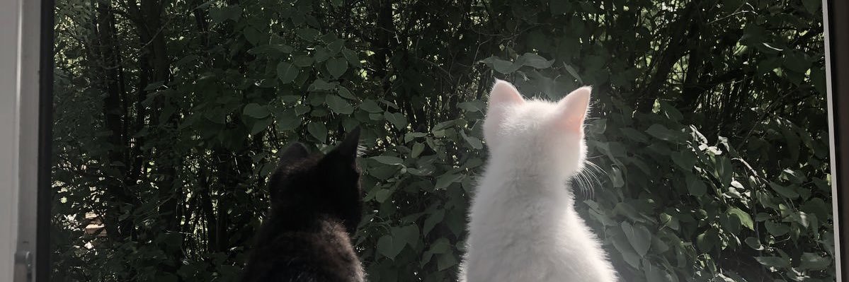 น้องเบบี๋ ˙ᵕ˙ 🐈‍⬛ banner