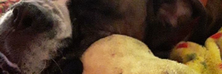 dnllcarnes's profile banner image