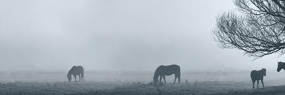 HHequestrian's profile banner image