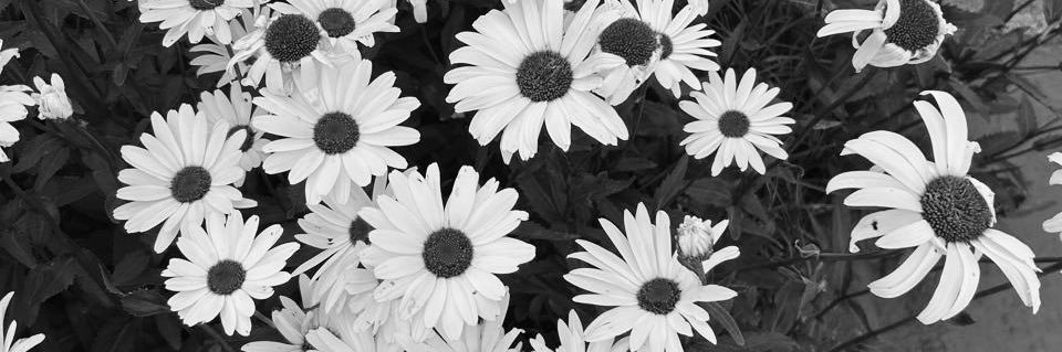 valenalese's profile banner image