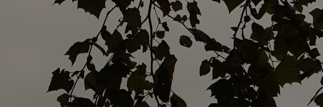 goldbxrd's profile banner image