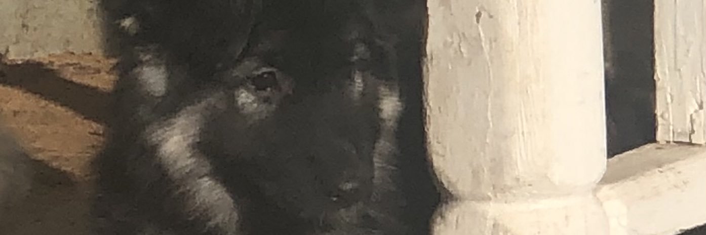 mtnlovertoo's profile banner image