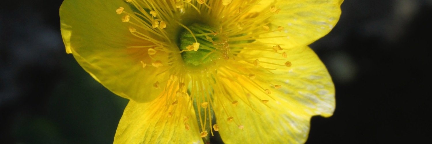 Hattie Pellegrino banner