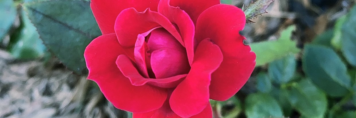 Flentroy's profile banner image