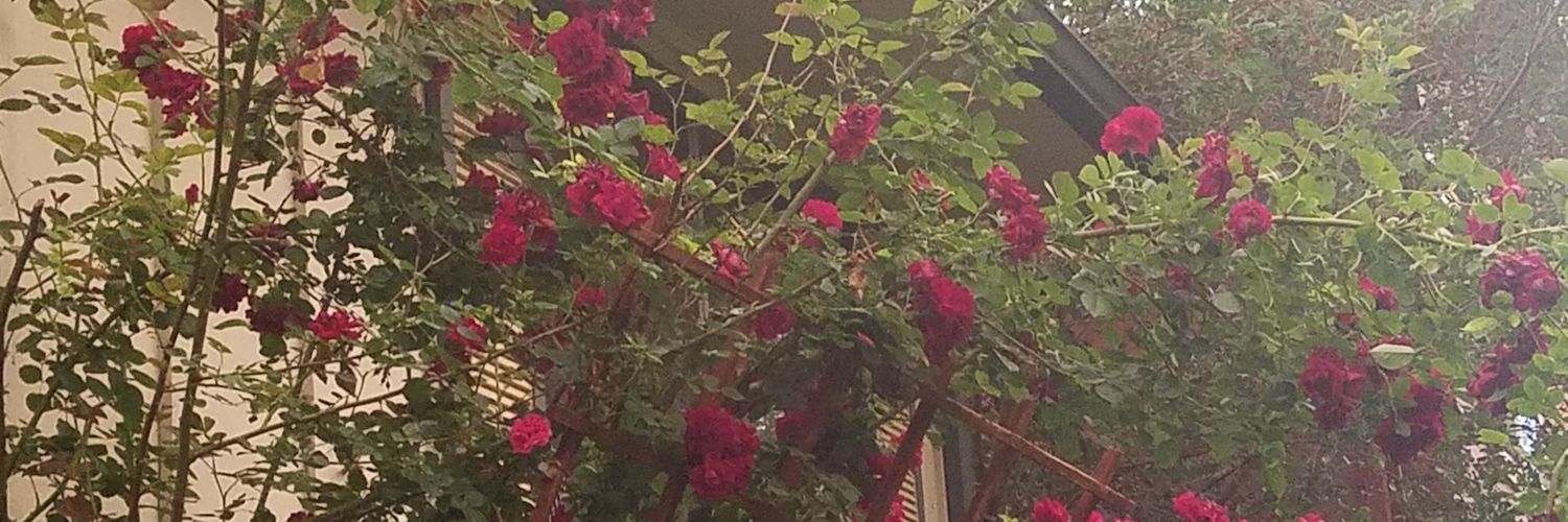 deeoxy's profile banner image
