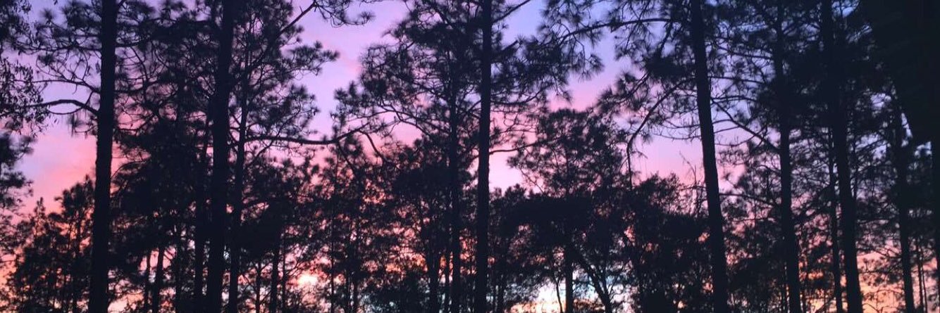 seashellsonliam's profile banner image