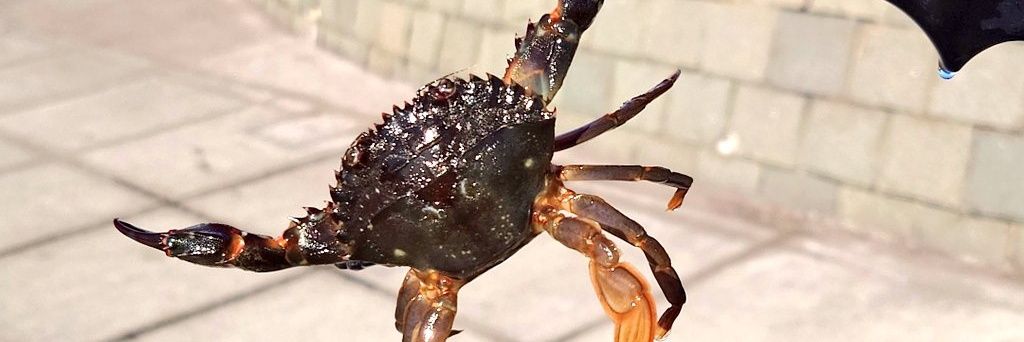 サンセット坊や banner