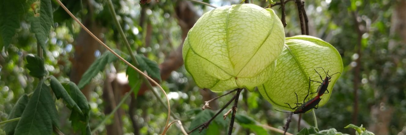 Dr Meredith Cenzer banner