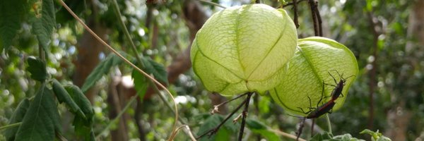 MeredithCenzer Profile Banner