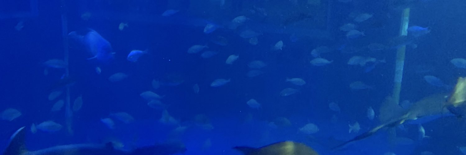どんぐりこっこ banner