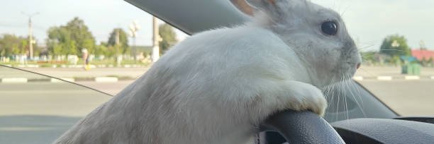 Bundle o/ Bunnies banner