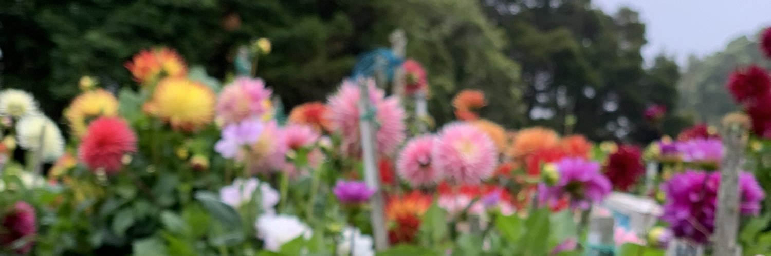 belindaabennett's profile banner image