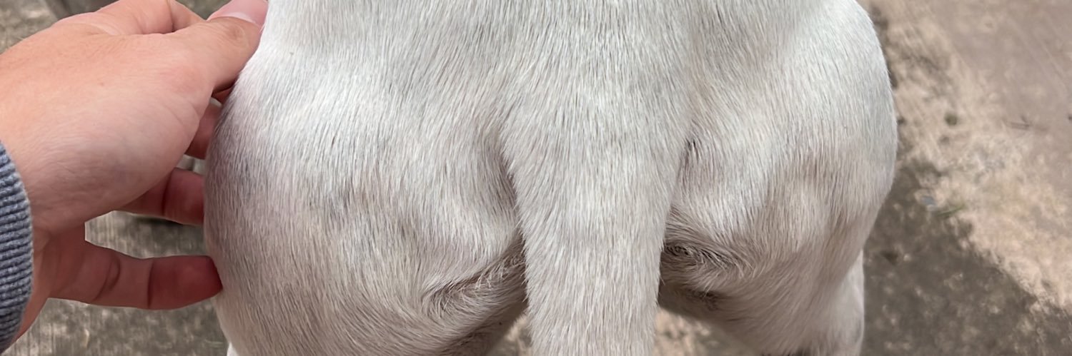 francobalestrie's profile banner image