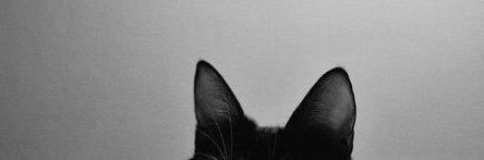 bitesears's profile banner image