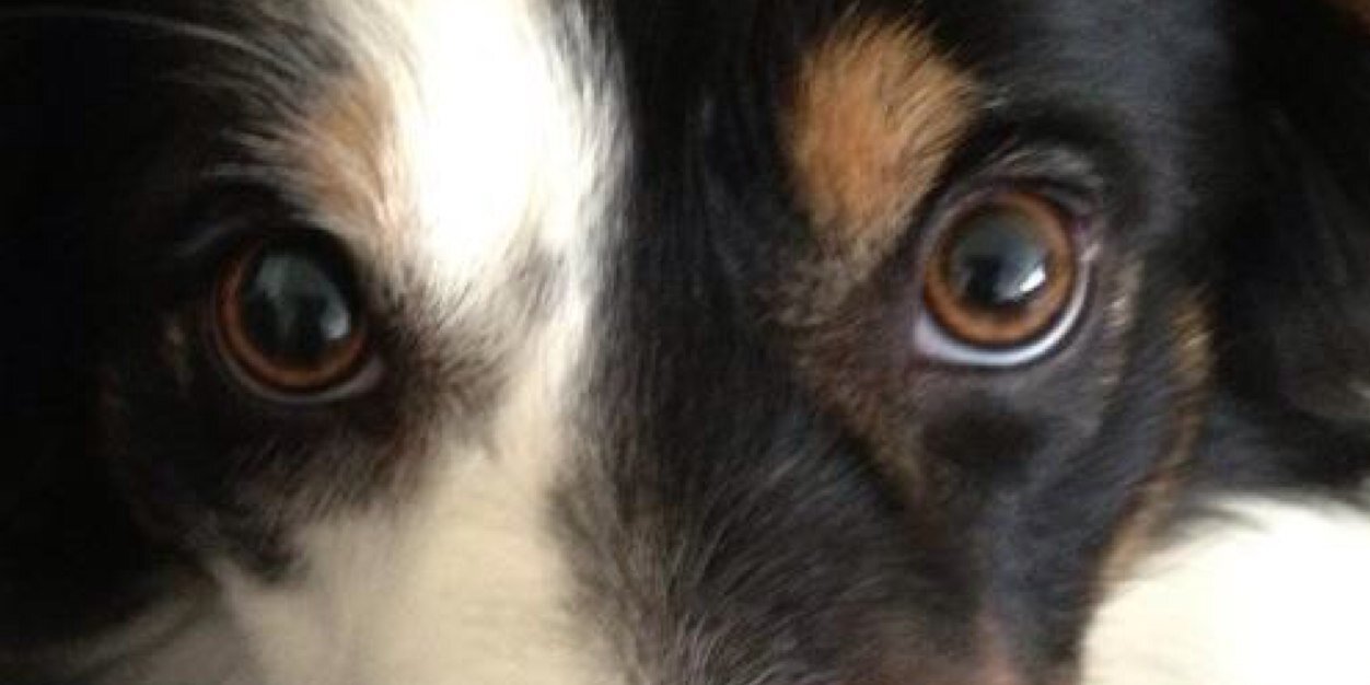 cunningcanis's profile banner image
