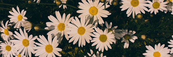si_ch_ Profile Banner
