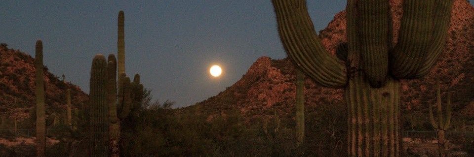 The Velvet Compote 🐴 banner