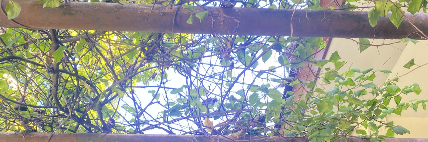 TomatoChoker banner