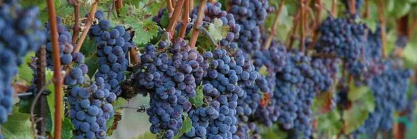 ColeNevan Profile Banner