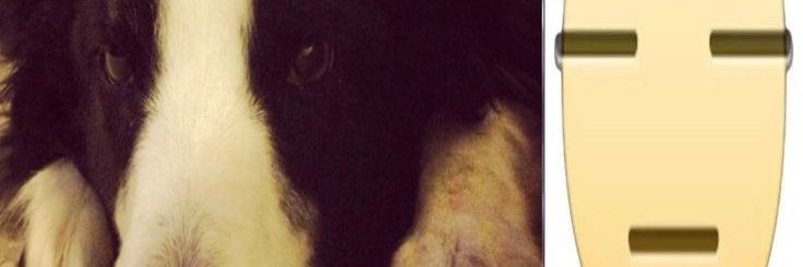 ✮Sammo⋆ (COMMS OPEN)'s banner