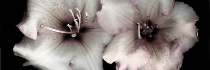 xlloi1h's profile banner image