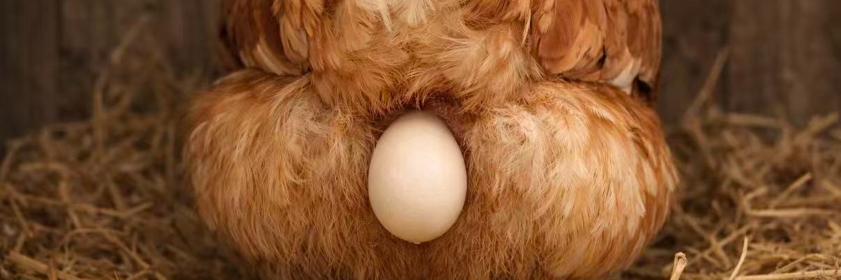 Big Egg | Asian Observer banner