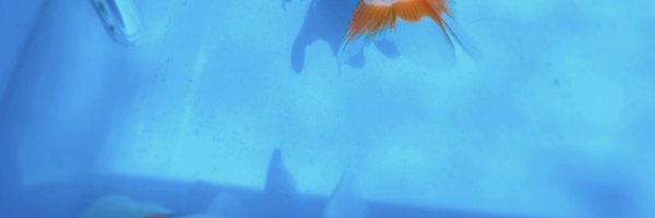 x_xppoi Profile Banner