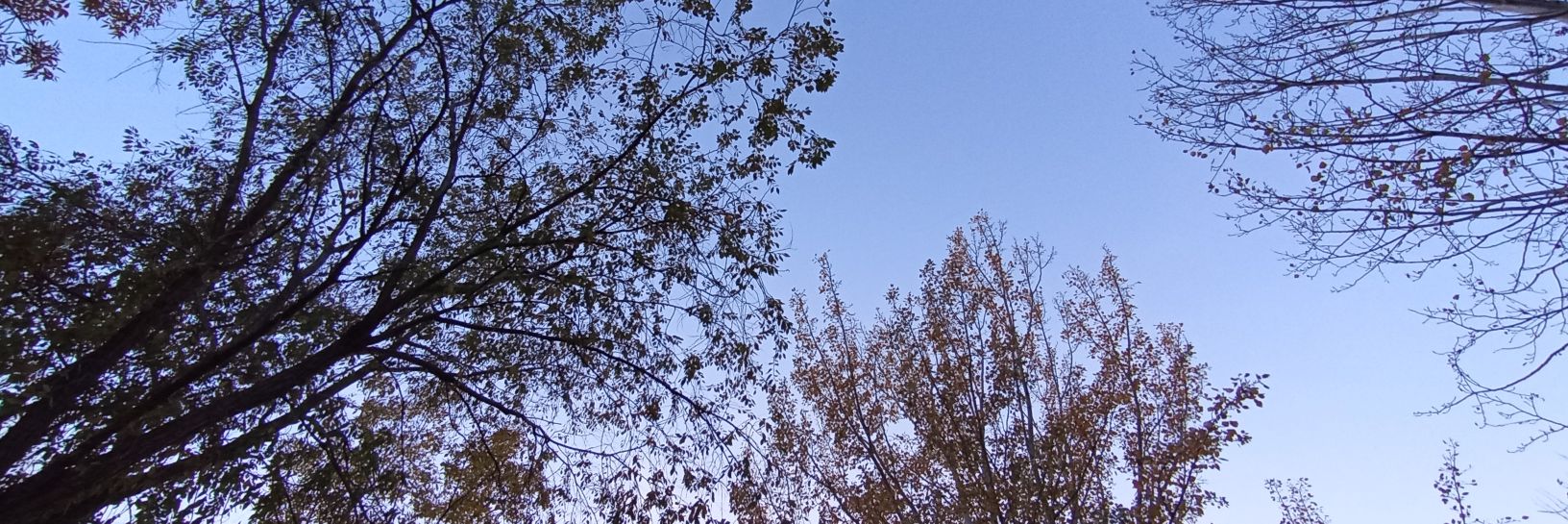 violetaolivan's profile banner image