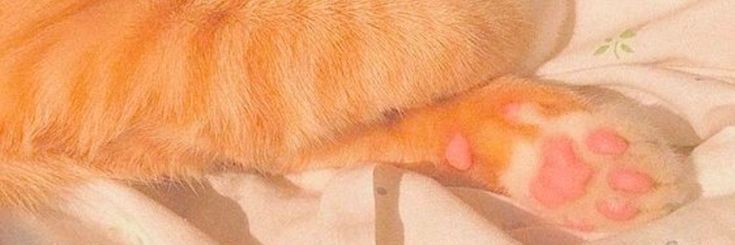 funnibxa's profile banner image